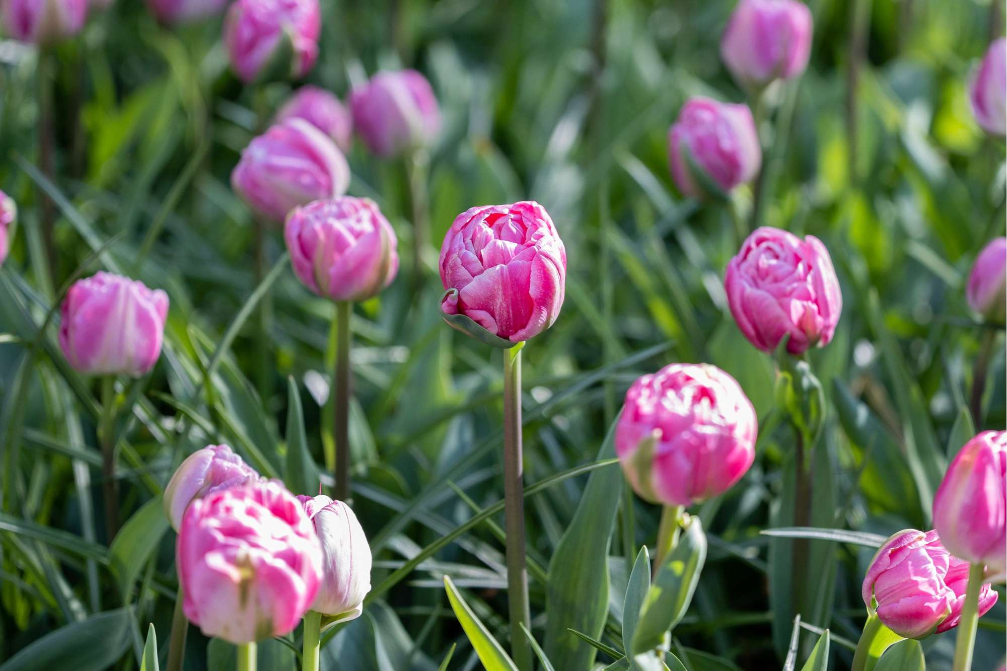 Tulpe 'Voque'